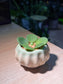 Peperomia Hope in Pumpkin Ceramic Pot