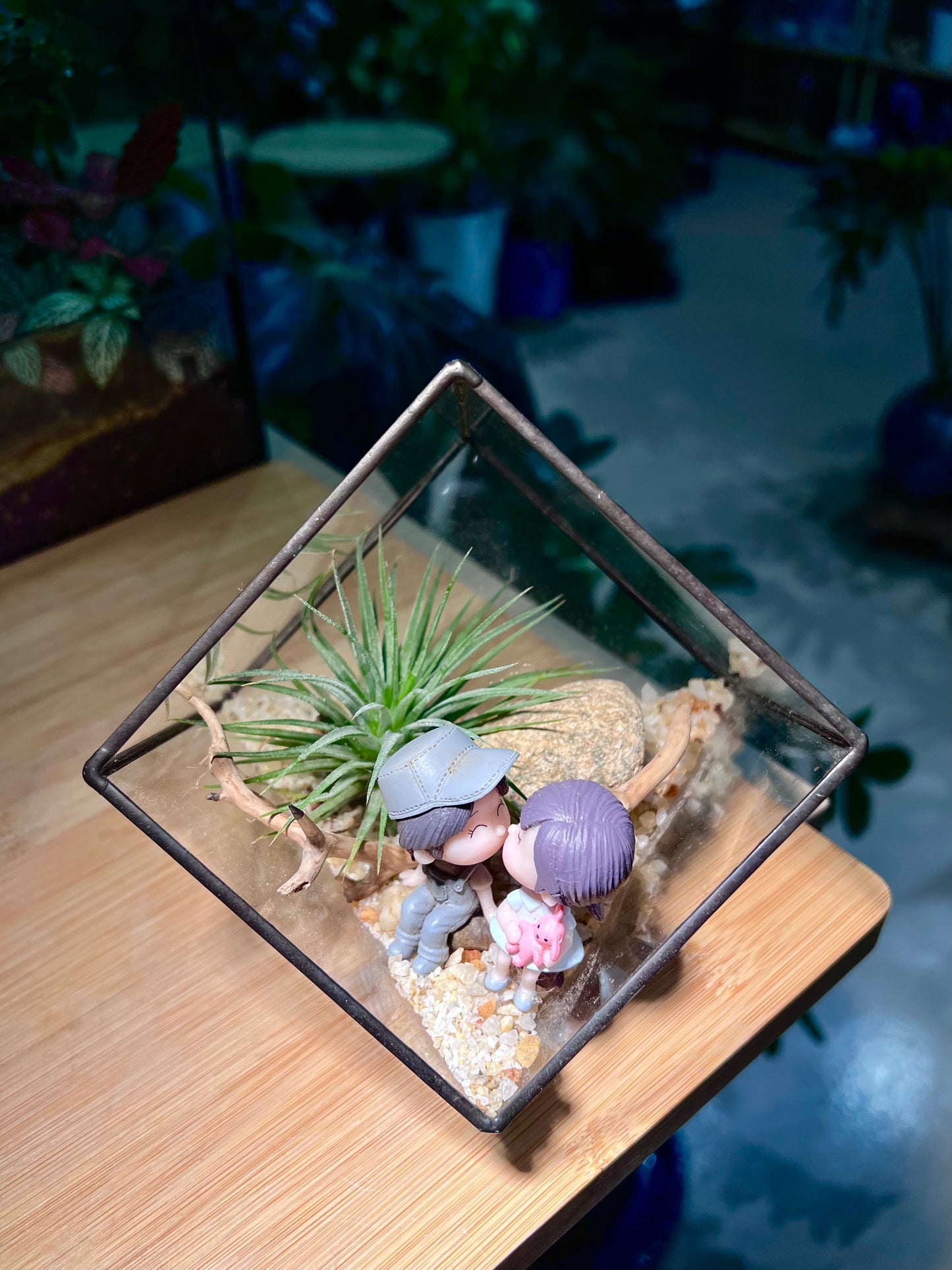 Valentine Gift - Airplant in Black Frame Cubical Terrarium