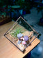 Valentine Gift - Airplant in Black Frame Cubical Terrarium