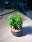 Euonymus Japonicus in Matt Black Textured Pot