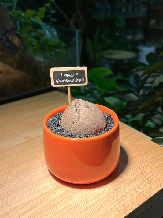 Stephania in Bright Orange Ceramic Pot