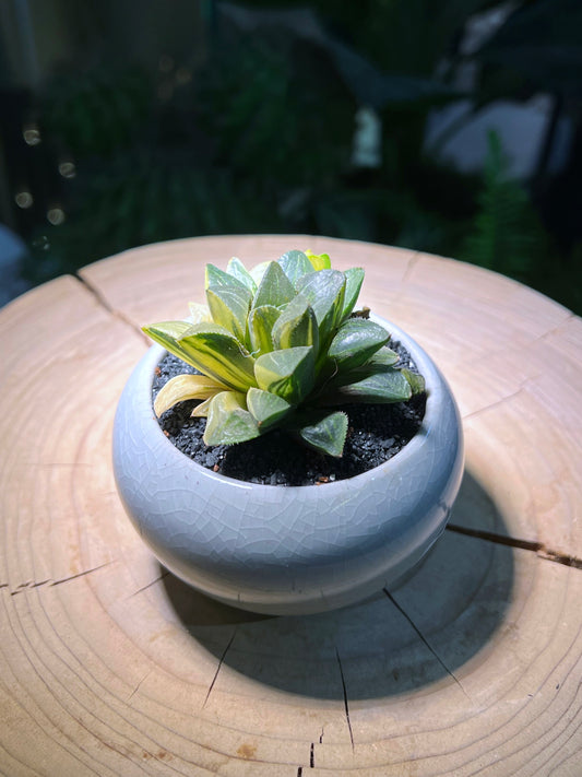 Variegated Haworthia Heidelbergensis in Marble Designed Round Ceramic Pot