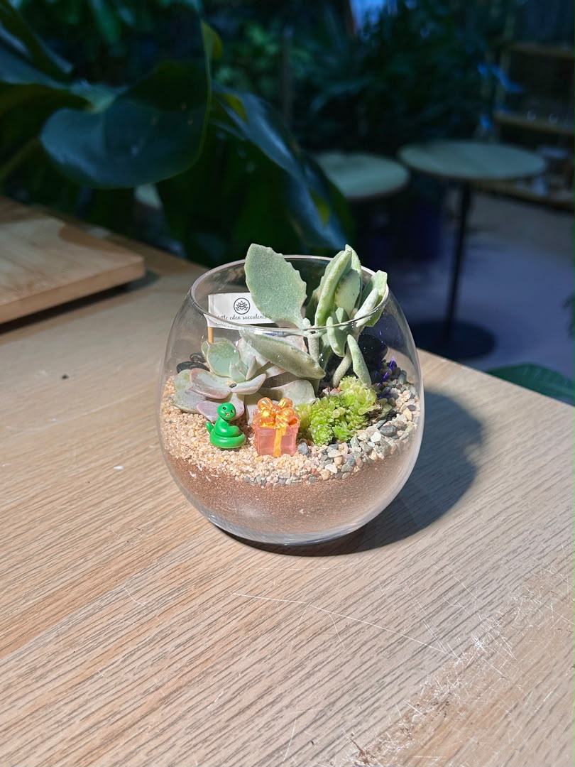 Succulent Arrangement Terrarium (多肉植物) in Crystal Glass
