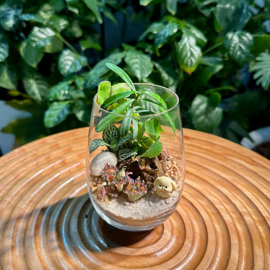 Fittonia and Podocarpus Seedling Arrangement in Tall Glass