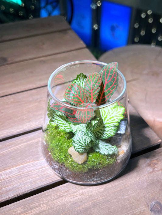 Fittonia with Moss Arrangement in Fuji Glass