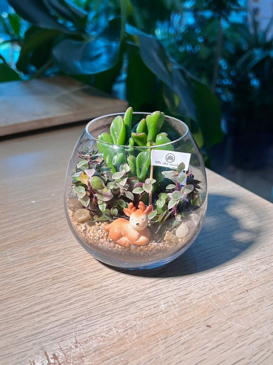 Succulent Arrangement Terrarium (ε€θζ€η©) in Crystal Glass