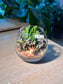 Succulent Arrangement Terrarium (多肉植物) in Crystal Glass