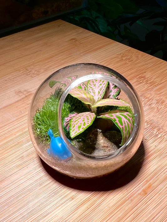Fittonia with Moss Arrangement in Round Glass (XS)