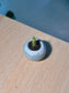 Snake Plant 虎尾兰 (Sansevieria Francisii) in Blue Glazed Ceramic Pot