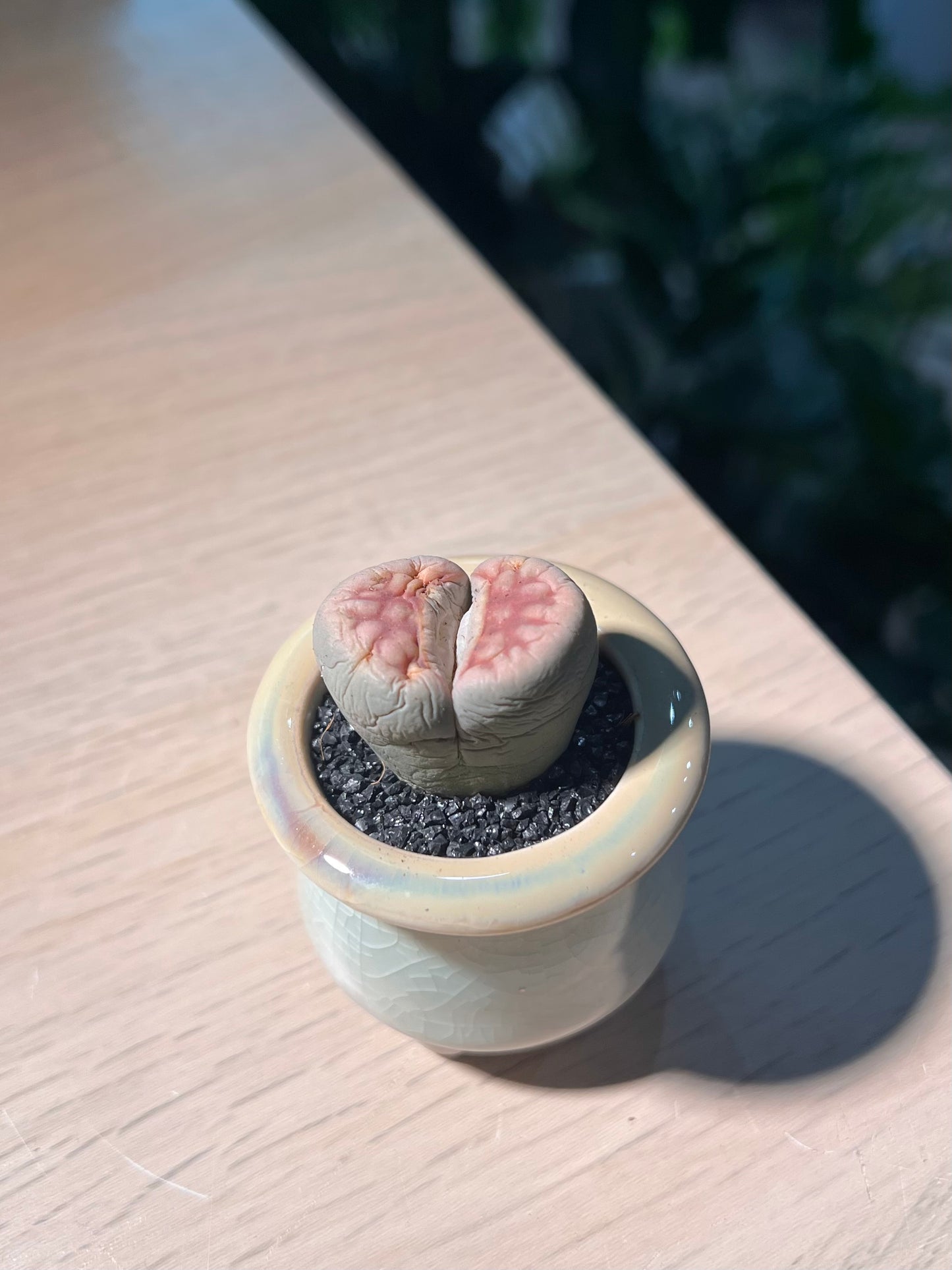 Lithop (生石花) in Ceramic Pot