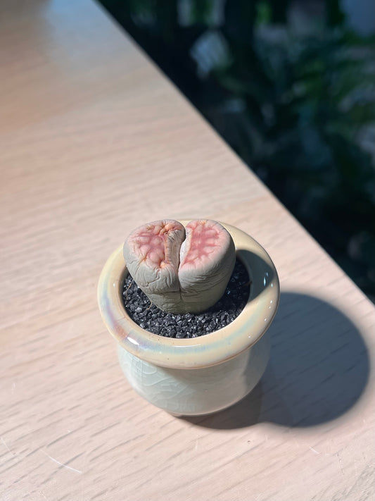 Lithop (生石花) in Ceramic Pot