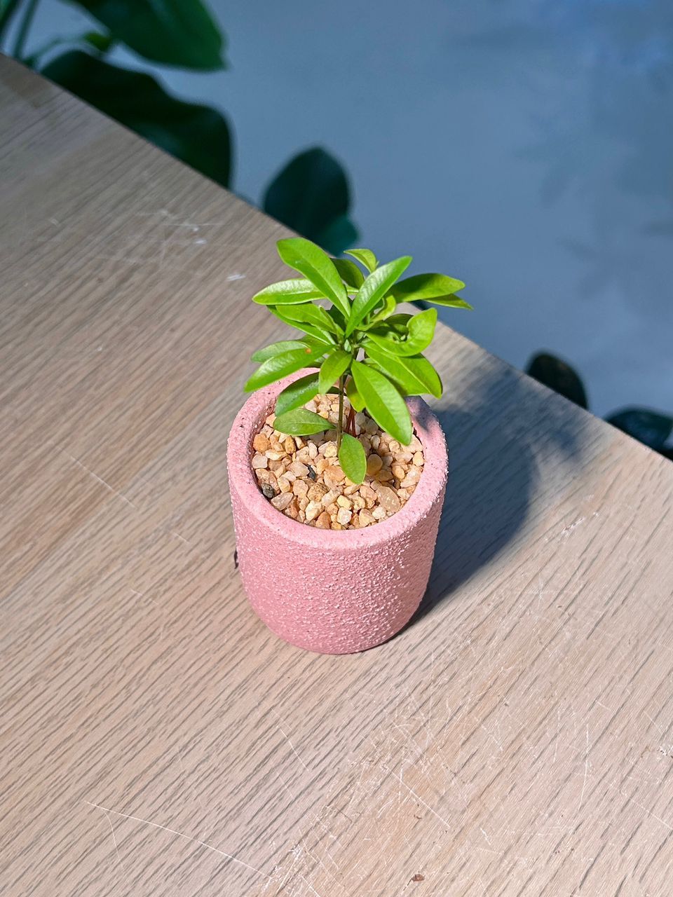 Baby Podocarpus (罗汉松) in Pink Textured Matte Pot