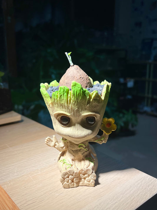 Stephania in Groot Pot