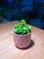 Sedum Makinoi in Pinkish Ceramic Pot