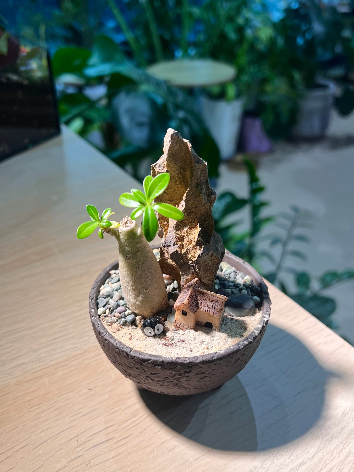 Adenium Obesum in Matt Black Concrete Pot