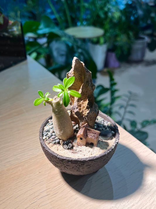 Adenium Obesum in Matt Black Concrete Pot