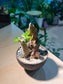 Adenium Obesum in Matt Black Concrete Pot