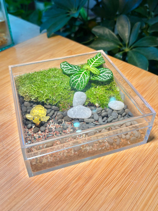 Indoor Plant in Turtle Flat Terrarium 🐢