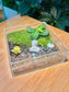 Indoor Plant in Turtle Flat Terrarium 🐢