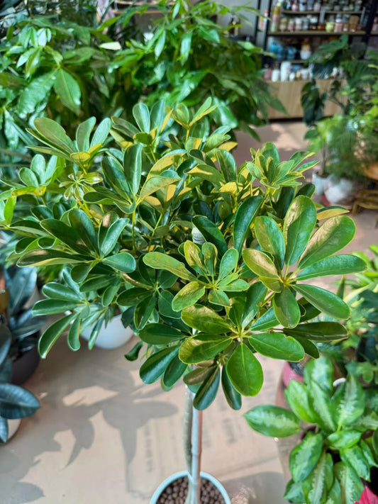 Umbrella Tree (招财八方来财鹅掌柴) Schefflera Arboricola in Textured Ceramic Pot
