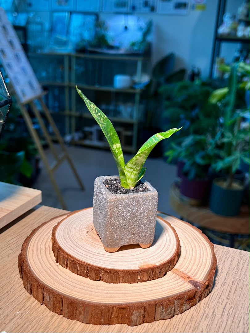 Snake Plant (虎尾兰) Dracaena Trifasciata in Square Textured Matte Ceramic Pot