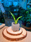 Snake Plant (虎尾兰) Dracaena Trifasciata in Square Textured Matte Ceramic Pot