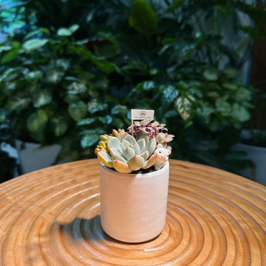 Succulent Arrangement in White Ceramic Cylindrical Pot