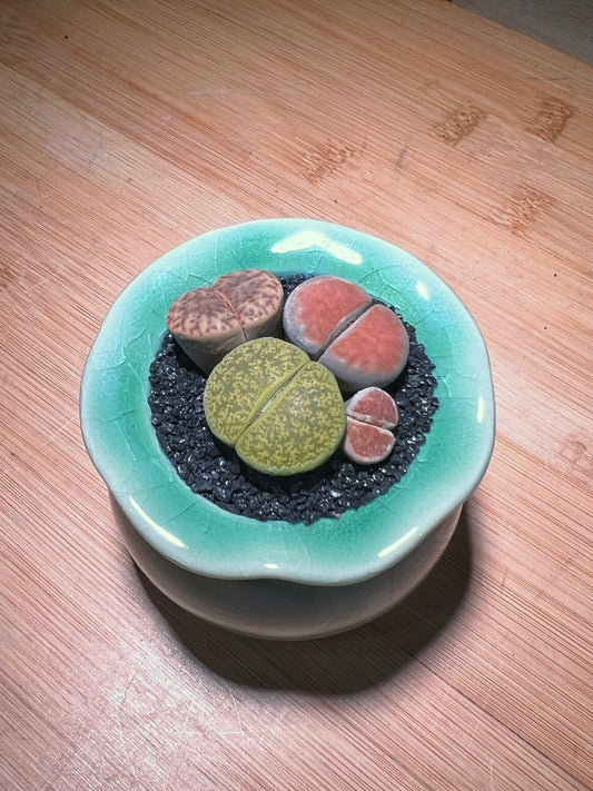 Lithops in Mint Green Petal Edge Ceramic Pot