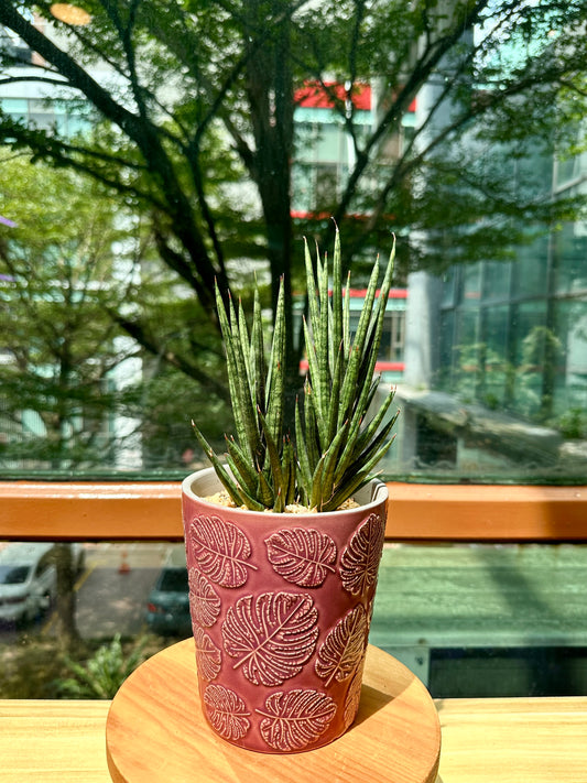 Sanseveria Fox Tails  in Red Designer Pot (aka Snack Plant)