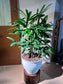 Lady Palm (Rhapis Excelsa) in High Density Polymer Pot