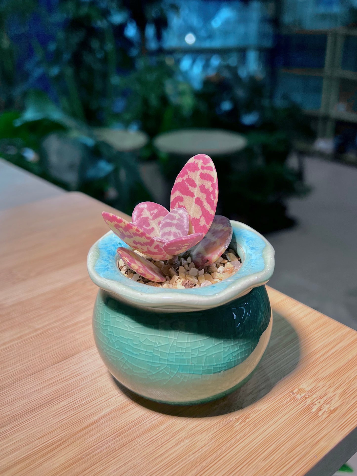 Kalanchoe Humilis in Mint Green Petal Edge Ceramic Pot