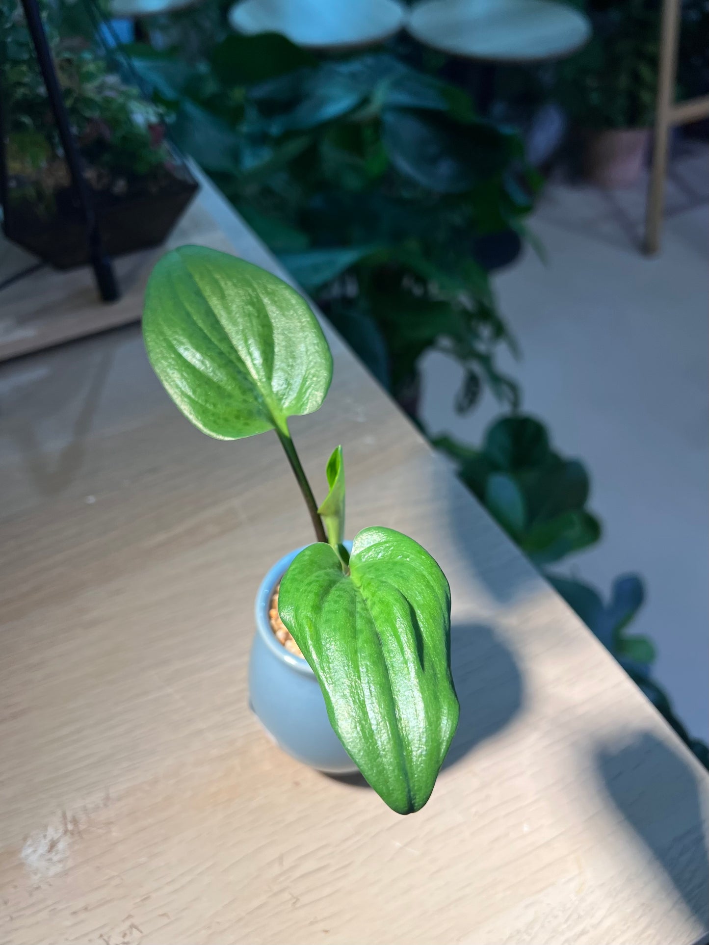Drimiopsis Maculata (青蛙王子) in Sky Blue Ceramic Pot