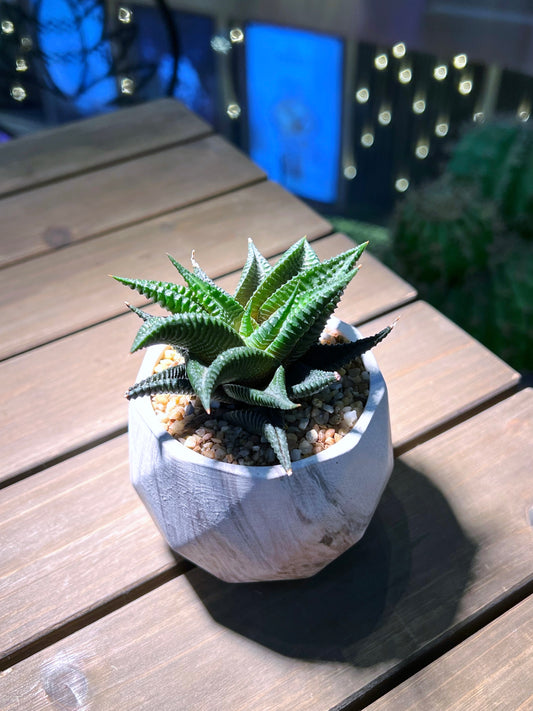 Haworthia Limifolia in Decagon Shape Pot