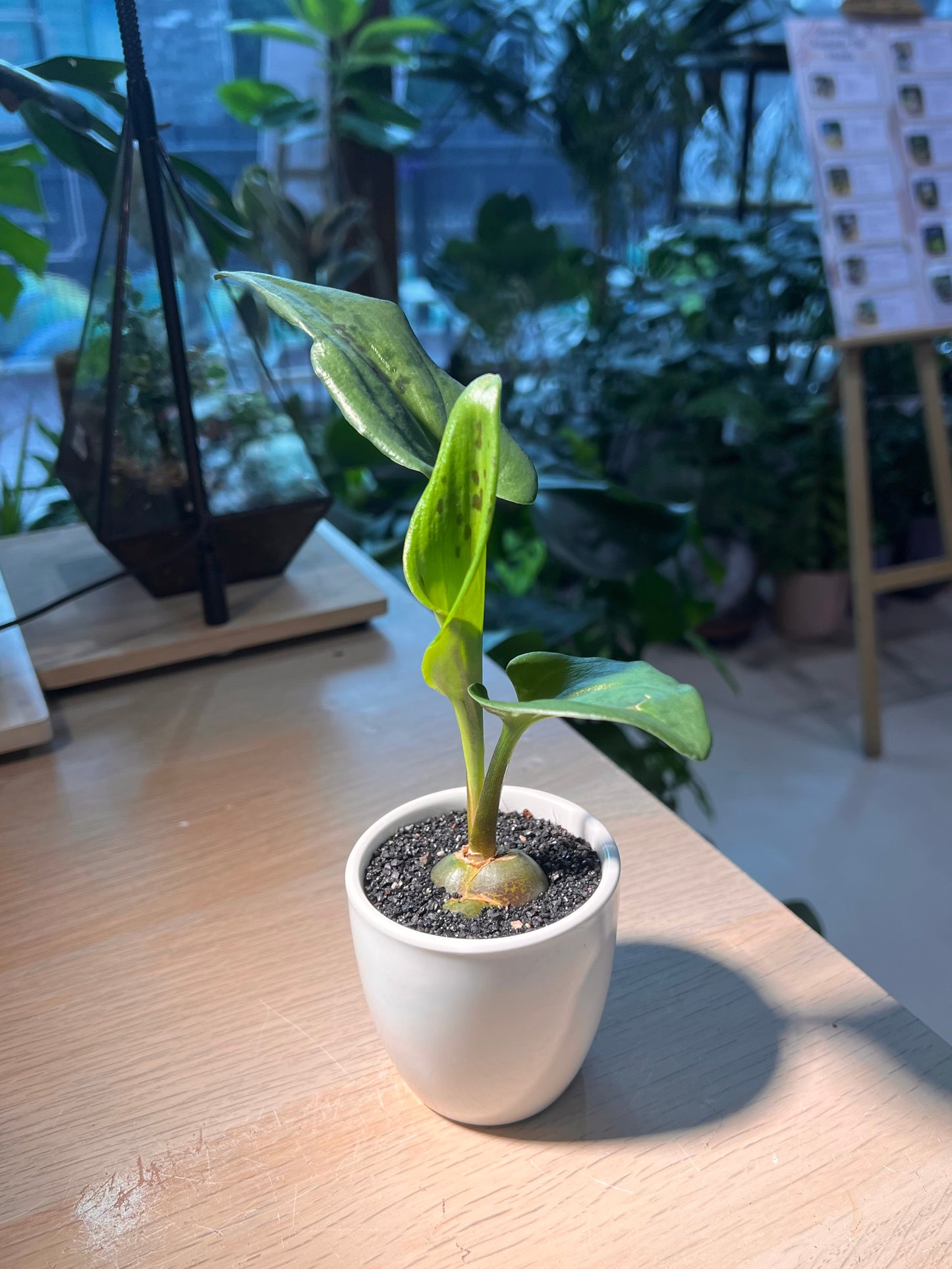 Drimiopsis Maculata (青蛙王子) in Tall Cylindrical Pot