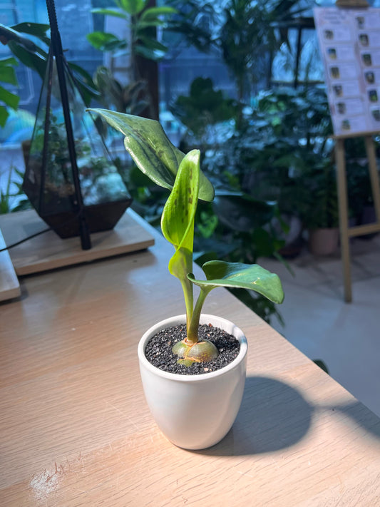 Drimiopsis Maculata (青蛙王子) in Tall Cylindrical Pot