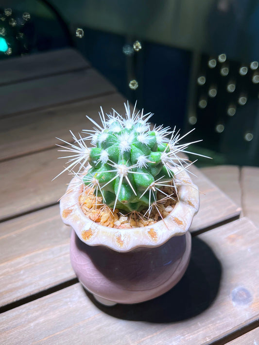 Echinocactus in Handmade Petal Edge Pot