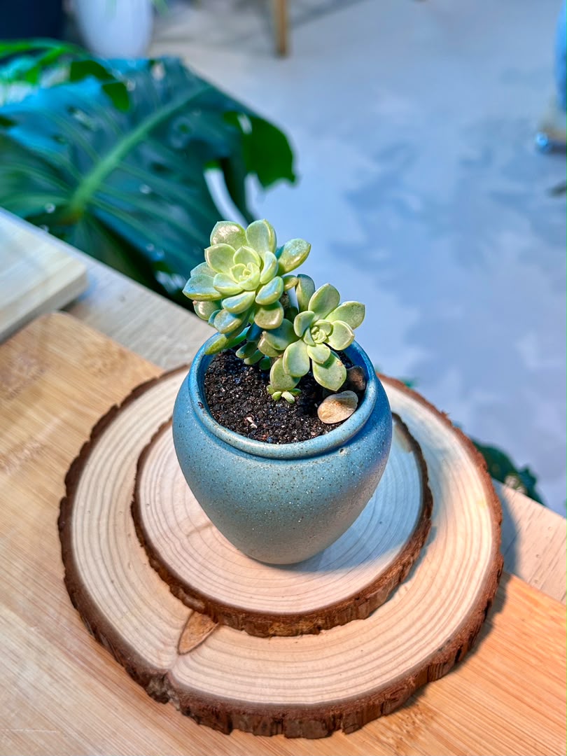 Sedeveria Succulent in Ceramic Pot