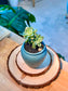 Sedeveria Succulent in Ceramic Pot