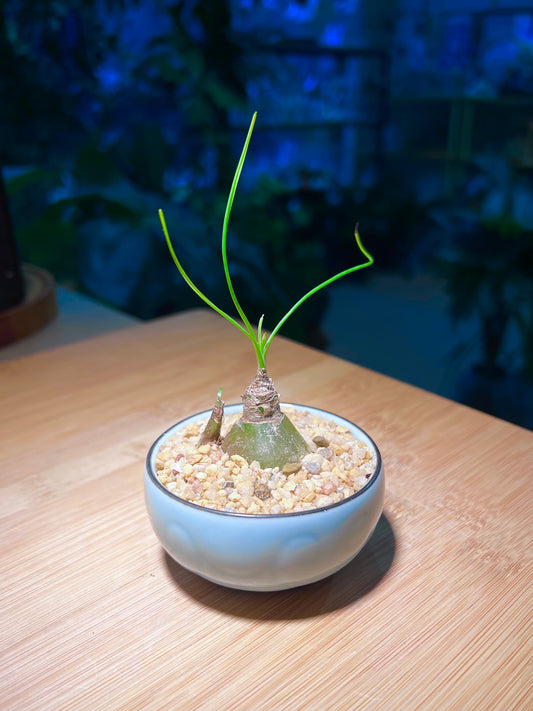 Albuca Humilis in Sky Blue Ceramic Pot