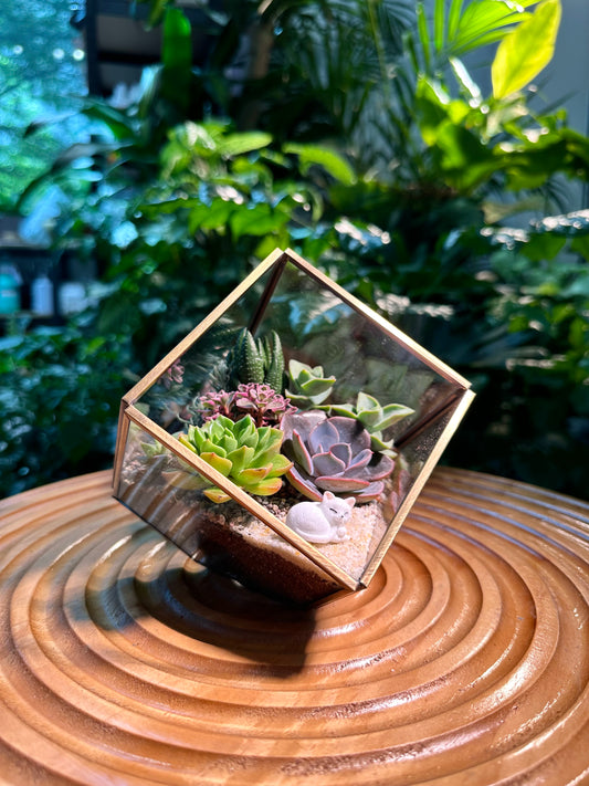 Cubical Glass Succulent Terrarium DIY Kit - Gold Frame