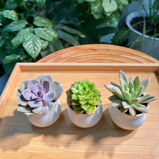 3 assorted succulents in one set.