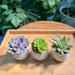 3 assorted succulents in one set.