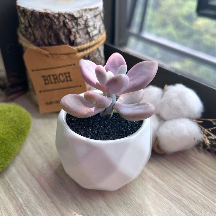 Pachyphytum pink in glazed ceramic pot