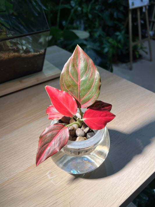 Aglaonema in Round Water Based Glass