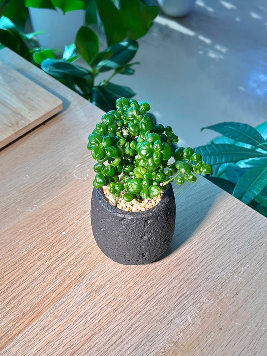Bubble Plant  (芦莉草) Dipteracanthus Elastica in Textured Ceramic Pot