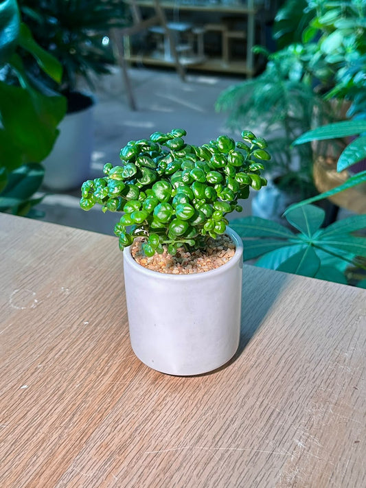 Bubble Plant (芦莉草) Dipteracanthus Elastica in White Ceramic Pot
