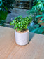 Bubble Plant (芦莉草) Dipteracanthus Elastica in White Ceramic Pot