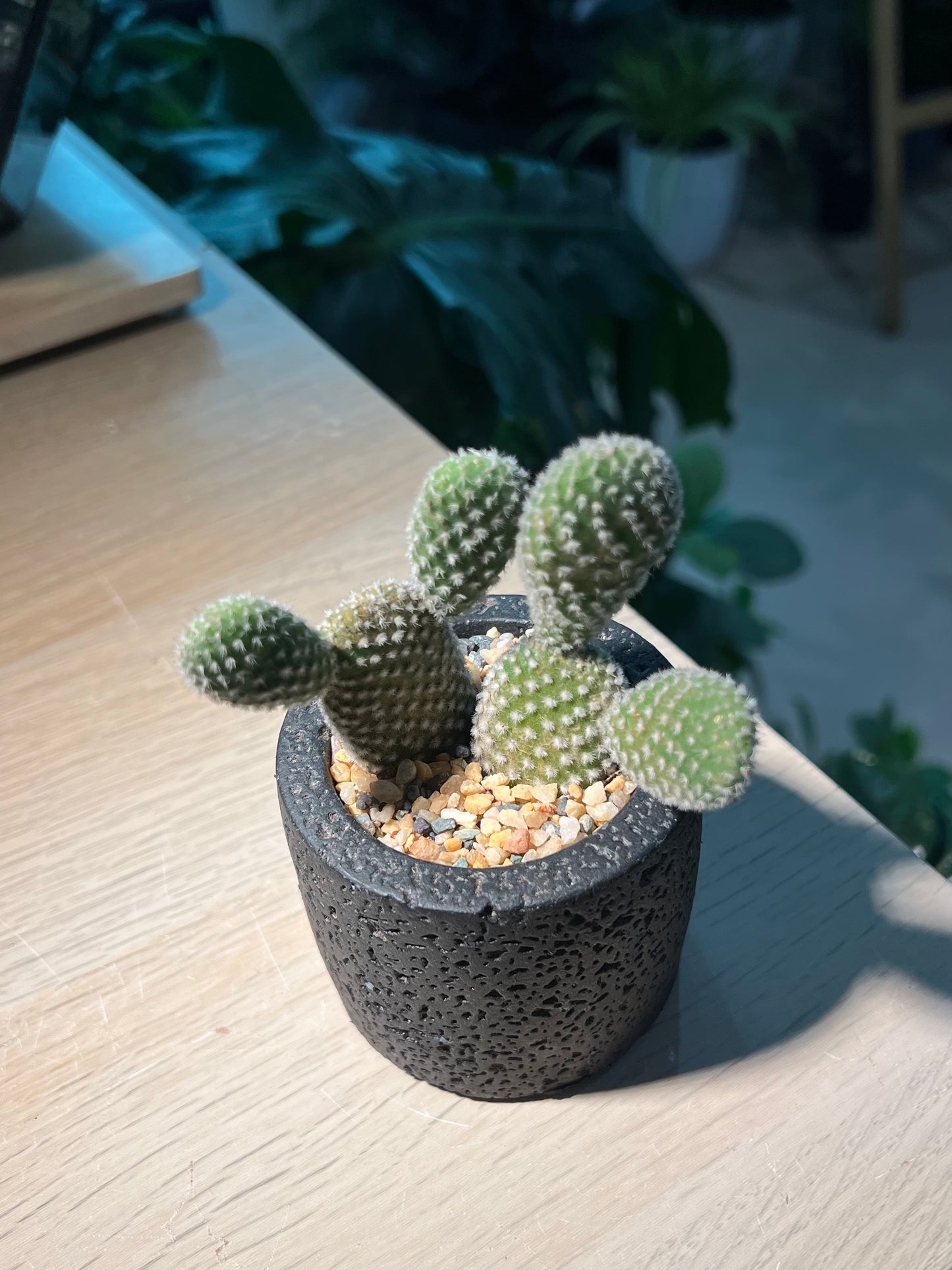 Bunny Ears Cactus (Mickey Mouse) in Matt Black Pot