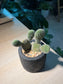 Bunny Ears Cactus (Mickey Mouse) in Matt Black Pot