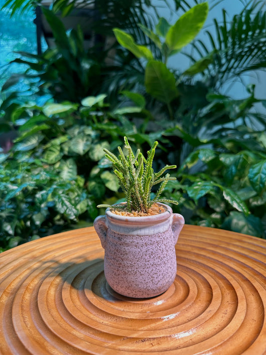 Crassula Muscosa in Purple Matte Designer Pot